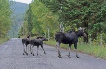 Luxury Private Grand Teton National Park Full-Day Tour