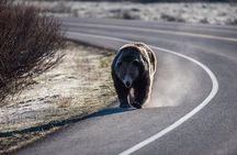 Luxury Private Grand Teton National Park Full-Day Tour