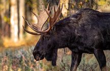 Grand Teton National Park Tour from Jackson Hole