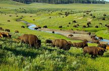 Yellowstone National Park Tour from Jackson Hole