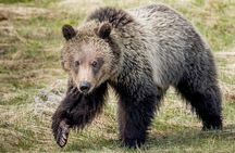 Private Full-Day Yellowstone National Park Tour
