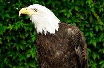 Private Full-Day Yellowstone National Park Tour
