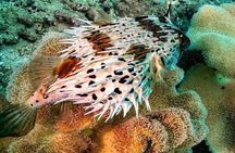 Scuba Diving Tour in Cham Island for certified divers or Beginners