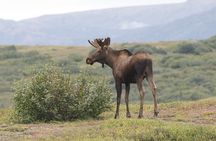 Small-Group Flight Denali National Park Tour with Guided Hike