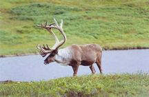 Small-Group Flight Denali National Park Tour with Guided Hike