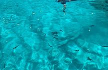 Reef Safari - Snorkeling, Fish Feeding & Lunch (Shared Day Trip)