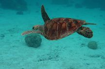 Private lagoon tour (rays, sharks, turtles) by boat in Moorea 