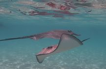 Private lagoon tour (rays, sharks, turtles) by boat in Moorea 