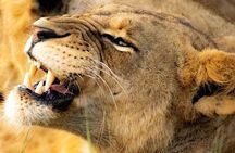 Nairobi National Park Safari Tour.