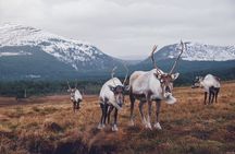 Private Cairngorm National Park tour