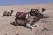 Sunset Dinner & Camel Ride in Agafay desert 