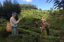 Private Nuwara Eliya Day Tour from Kandy with Pick up