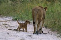 Day tour Amboseli National Park and masai village from Nairobi.