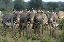 Half day wildlife tour to Nairobi National Park Game Drive with Pickup/Drop off