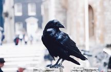 Private Tour: The Iconic Tower of London 