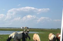 Chincoteague's Up The Bay Pony and Wildlife Tour by Boat