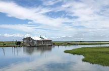 Chincoteague's Up The Bay Pony and Wildlife Tour by Boat