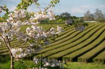 Private tour from Auckland - Waitomo Glowworm Caves, Zealong Tea & Kiwi Bird
