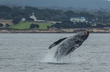 Afternoon Whale Watch