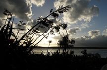 Scenic South Wairarapa Full Day Tour from Wellington