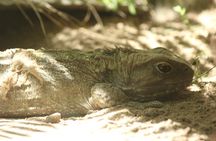 7-Hour Private Scenic Kapiti Coast Tour from Wellington