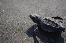 Turtle Nesting Tour