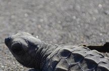 Turtle Nesting Tour