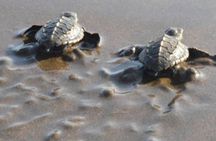 Turtle Nesting Tour