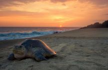 Turtle Nesting Tour