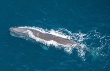 Kaikoura Helicopters Top n Tail Whale Watch flight