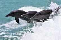 Private Dolphin Cruise in Destin holds 29 people 