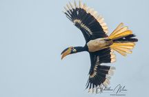 Private 3-Day Dandeli Birding Tour from Hubli
