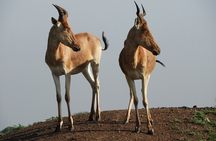 Nairobi National Park Drive & Giraffe Centre
