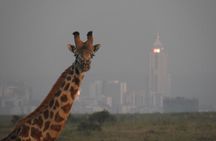 Nairobi National Park Drive & Giraffe Centre