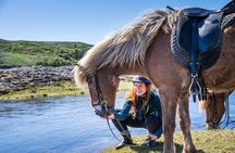 Icelandic Horse Riding and Whale Watching Tour from Reykjavik