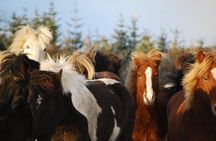 Icelandic Horse Riding and Whale Watching Tour from Reykjavik