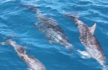 SUMMER K'gari (Fraser Island) Boom-net & Sightseeing Cruise