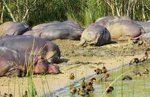 Hippo and Croc Boat Cruise in Saint Lucia with collection