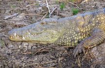 Hippo and Croc Boat Cruise in Saint Lucia with collection