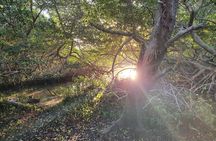 Spanish Lagoon Mangrove Trail & Bird Watching