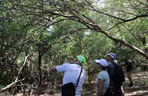 Spanish Lagoon Mangrove Trail & Bird Watching