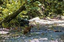 Afternoon Arenal Volcano Tour & Natural Hot Springs River