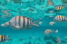 Isla Mujeres Snorkeling Adventure at the Underwater Museum