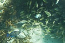 Isla Mujeres Snorkeling Adventure at the Underwater Museum