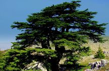 Private Tour: Cedars of Lebanon, Kozhaya and Besharreh Day Trip from Beirut