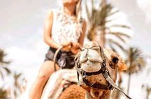 Full-Day Marrakesh Guided Tour from Casablanca with Camel Ride
