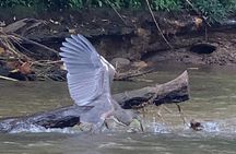 Safari Float and wild life experience in Arenal 