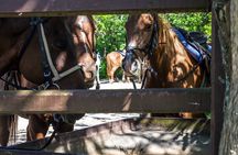 Horseback Riding , Blue Hole And Lunch from Ocho Rios