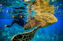 Charter Maui 3 Hour Snorkel to Coral Gardens or Molokini