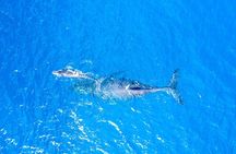 Charter Maui 3 Hour Snorkel to Coral Gardens or Molokini